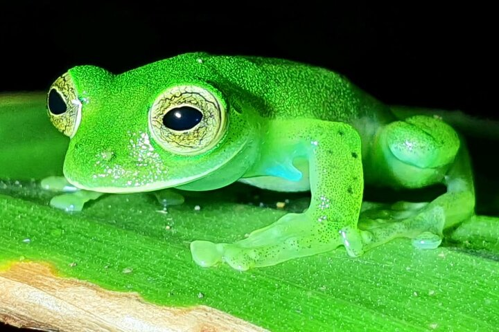 Night Tour in Monteverde - Photo 1 of 25